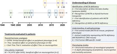 Monocarboxylate Transporter 8 Deficiency: From Pathophysiological Understanding to Therapy Development